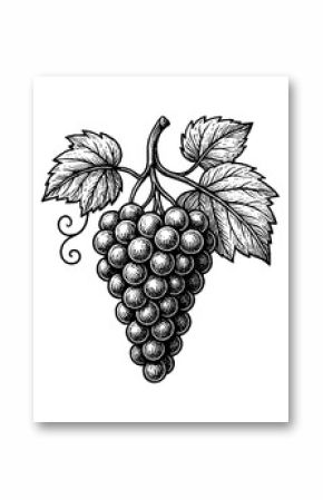 Engraved Illustration of a Bunch of Grapes with Leaves Hanging, White Background, Detailed Black and White