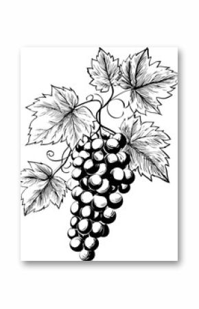 Black and white illustration of grapevine with detailed leaves and grapes sketch