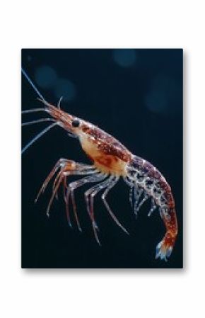 Close up shot of a krill with its translucent body and long antennae against a dark background