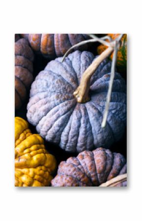 Close-up of multicolored Black Futsu squash pumpkins showing wrinkled skin texture. Organic surface ideal for creative autumn background or rustic food styling