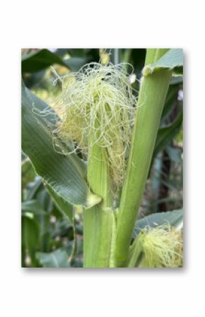 growing young corn in hair