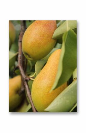 pears on the tree