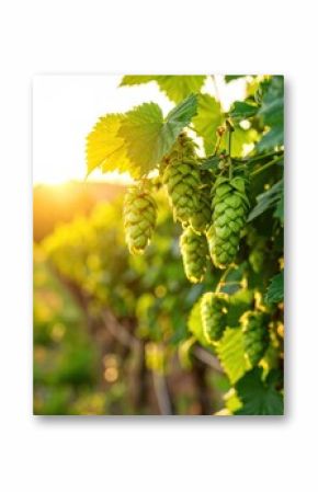 Lush green hops in sunlit vineyard: harvest and brewing ingredients