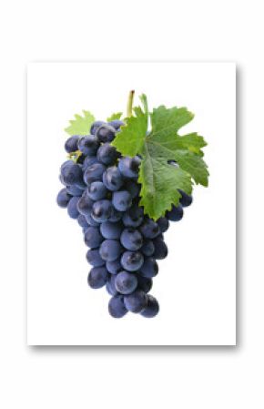 Grapes isolated on white background