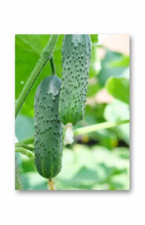 Fresh ripe cucumber on a bush in a greenhouse close-up.