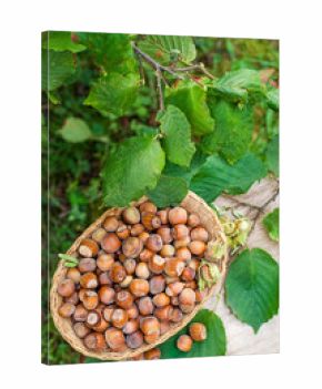Hazelnut harvest