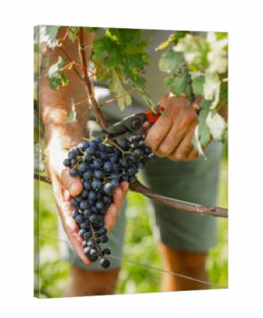 A farmer cutting a bunch of dark grapes during the grape harvest. The image captures an authentic moment, a symbol of work, winemaking tradition and passion for the land.