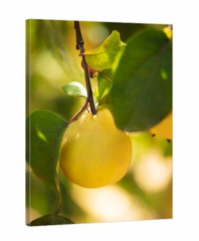Quince grows on tree in an organic garden. Harvest concept. Vitamins, vegetarianism, fruits. Quinces. Copy space. Ripe quince fruits grow on a quince tree with green foliage in late autumn.