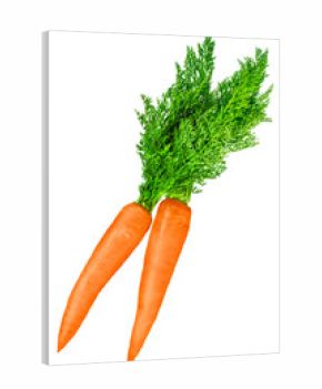Two fresh carrots with green tops isolated on transparent background. Bright orange vegetable, edible root