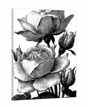 Vintage engraving style illustration of rose petals for retro floral design