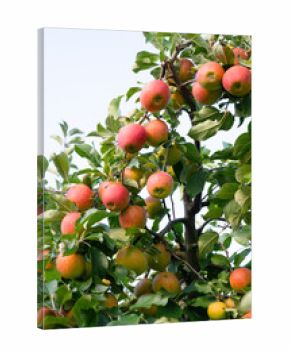 Ripe red apples growing on the tree, healthy fruits on platation, harvest in summer or autumn, agriculture farm, garden