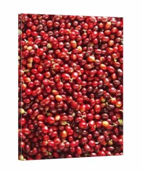 close up of fresh coffee beans for background                 