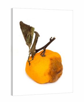 Rotten Tangerine - Spoiled Produce, Decay, Edible Waste, and Kitchen Hygiene