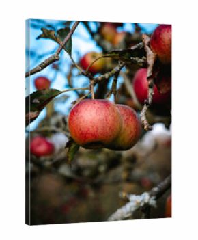 Pomme sur le pommier en automne dans le verger