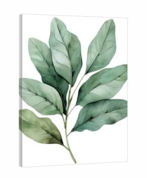 PNG Laurel leaf annonaceae herbal plant.