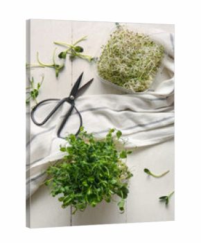 Composition with fresh micro green sprouts, napkin and scissors on light wooden background