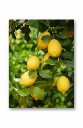 lemons on a tree