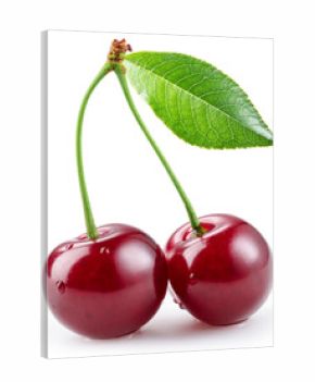 Ripe cherries. isolated on a white background