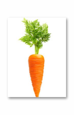 Carrot isolated on white