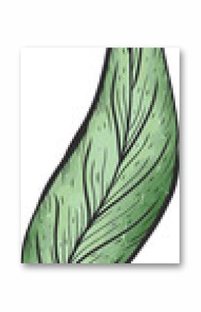 Green leaf is appearing in flat illustration with veins and gradient on transparent background