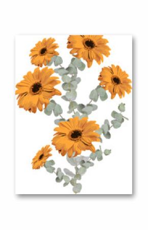 Orange daisies with brown centers and eucalyptus are floating on transparent bg in flat style