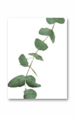 Delicate eucalyptus branch is being shown in flat design with blue-green leaves, transparent