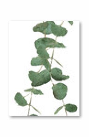 Pair of eucalyptus branches showing botanical watercolor style on transparent background
