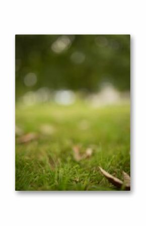 Close up of fresh grass on field