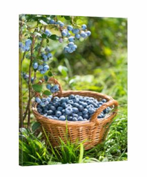 Ripe Bilberries in wicker basket. Green grass and blueberry bush