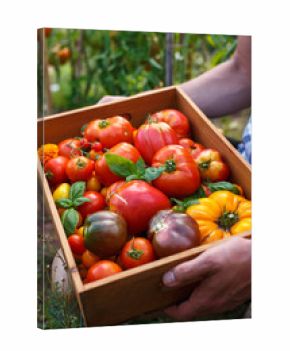 Freshly picked heirloom tomato harvest: pear shaped, beef heart, tigerella, brandywine, cherry, black. In wooden box