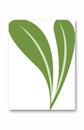 Two green leaves are sprouting in flat design with lighter stripe, transparent background