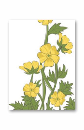 Stylized cluster of yellow wildflowers growing in transparent vector art with slender stems
