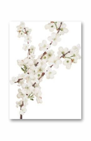 flat design showing twig with white blossoms and green leaves on transparent background, copy space