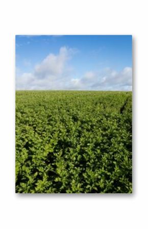 Flat design agricultural field showing green leafy crops growing in neat rows under cloudy sky
