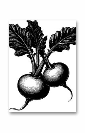 Vintage kohlrabi with stems engraving sketch for retro design poster