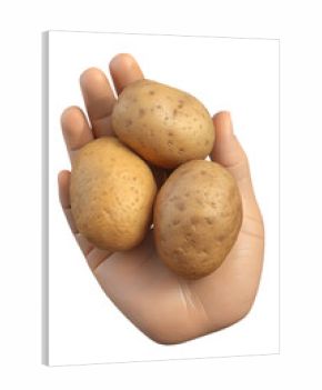 Hand holding three raw potatoes with soil, 3d rendered fresh organic vegetables isolated on transparent background, fall harvest concept