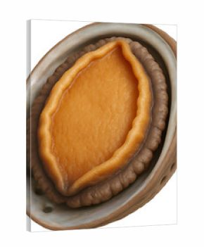 전복, 활전복, 해산물, 3d