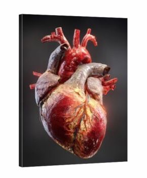Anatomical Heart - Detailed 3D Render of Human Organ with Intricate Vascular Structure.