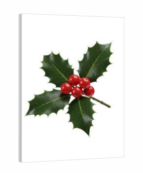 A hyper-detailed 3d illustration of a wet-looking holly sprig with glossy emerald leaves and reflective red berries, isolated on white with copy space, high-end commercial asset concept