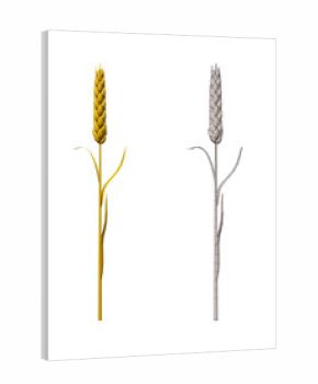 3d render with cartoon low poly wheat and wireframe wheat isolated on white or transparent background.