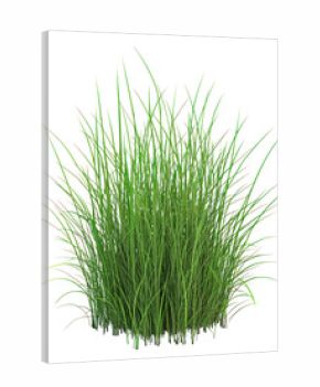 PNG Garden grass illustration background isolated.