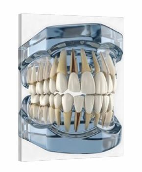 A detailed 3d model of a human jaw with visible teeth, displayed in a clear, light blue glass structure.