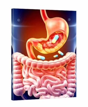 3d rendered illustration of a human brain