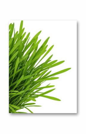 "Realistic Grass Blades on White Background"