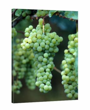 grappolo di uva