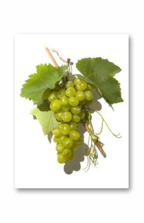 tasty wine grapes