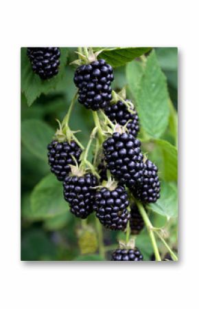 Brombeeren - Rubus sectio Rubus
