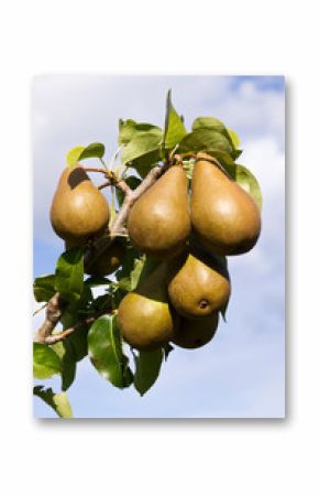 Bosc pears ready to pick