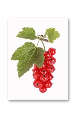Red currants, rote Johannisbeeren, freigestellt