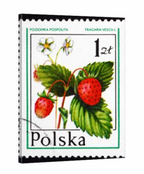 Postage stamp Poland 1977 Wild Strawberry, Forest Fruit